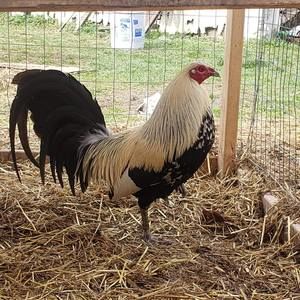 Meet your Posher, Rodney